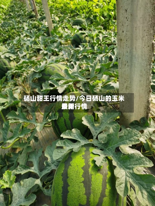 砀山甜王行情走势/今日砀山的玉米费用最新行情-第2张图片