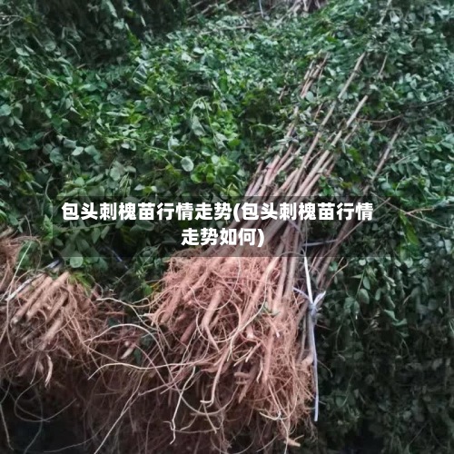 包头刺槐苗行情走势(包头刺槐苗行情走势如何)-第3张图片