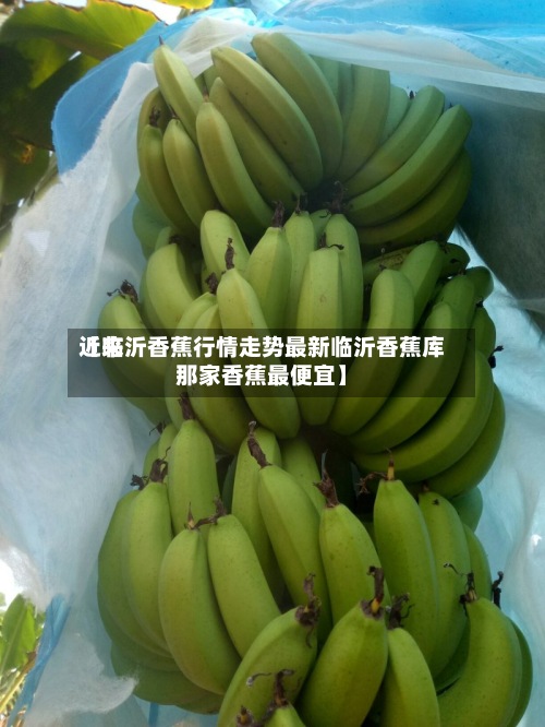 近来【临沂香蕉行情走势最新临沂香蕉库那家香蕉最便宜】