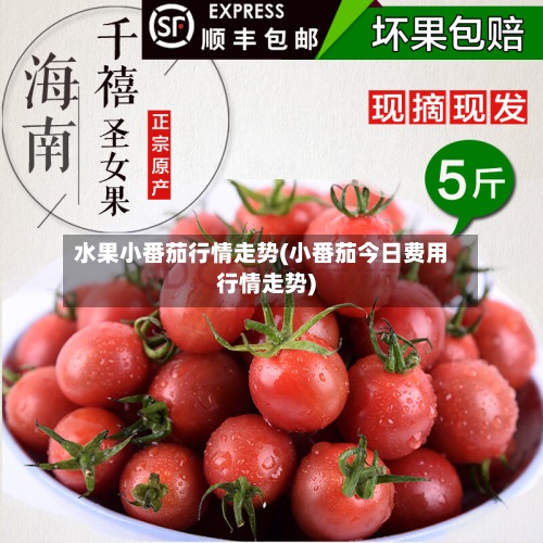 水果小番茄行情走势(小番茄今日费用行情走势)