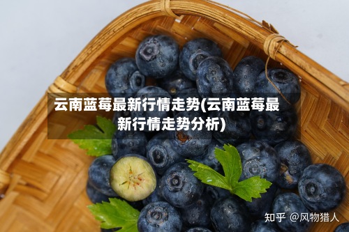 云南蓝莓最新行情走势(云南蓝莓最新行情走势分析)-第2张图片