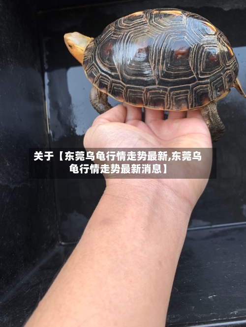 关于【东莞乌龟行情走势最新,东莞乌龟行情走势最新消息】-第2张图片