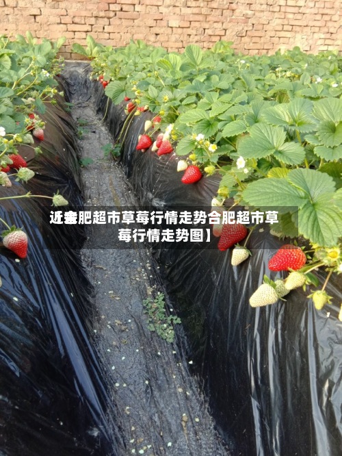 近来【合肥超市草莓行情走势合肥超市草莓行情走势图】