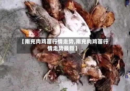 【南充肉鸡苗行情走势,南充肉鸡苗行情走势最新】