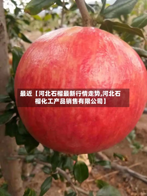 最近【河北石榴最新行情走势,河北石榴化工产品销售有限公司】-第2张图片