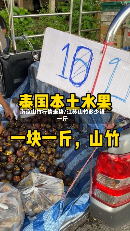 南京山竹行情走势/江苏山竹多少钱一斤-第3张图片