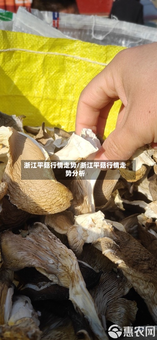 浙江平菇行情走势/浙江平菇行情走势分析-第1张图片