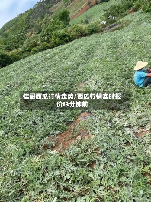 佳哥西瓜行情走势/西瓜行情实时报价f3分钟前
