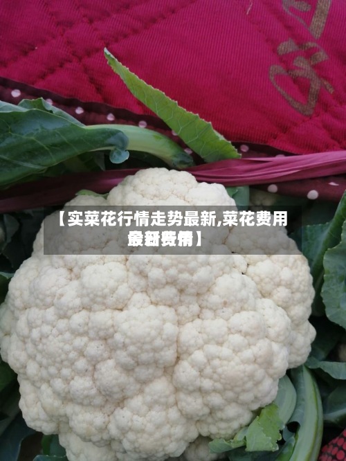 【实菜花行情走势最新,菜花费用今日费用最新行情】-第2张图片