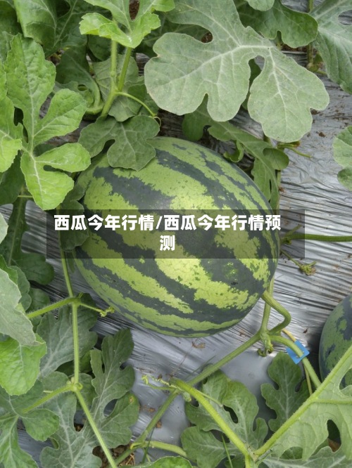 西瓜今年行情/西瓜今年行情预测-第3张图片