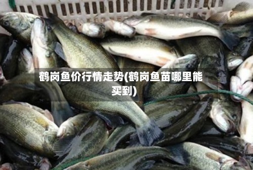 鹤岗鱼价行情走势(鹤岗鱼苗哪里能买到)-第2张图片