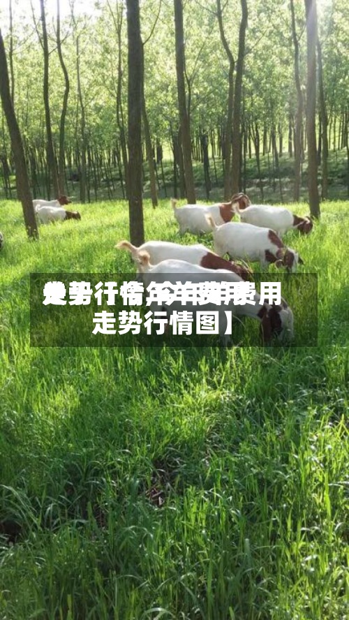 关于【今年羊费用走势行情,今年羊费用走势行情图】