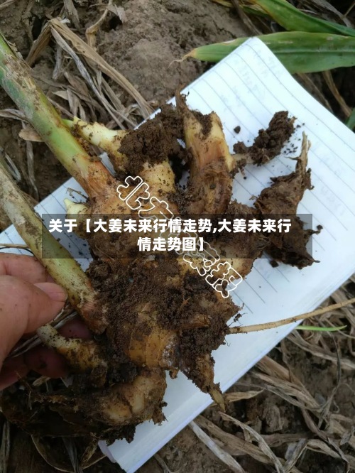 关于【大姜未来行情走势,大姜未来行情走势图】