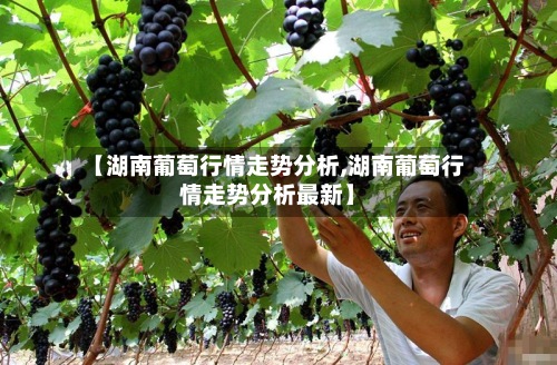 【湖南葡萄行情走势分析,湖南葡萄行情走势分析最新】-第2张图片