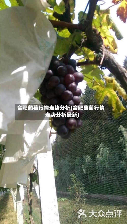 合肥葡萄行情走势分析(合肥葡萄行情走势分析最新)