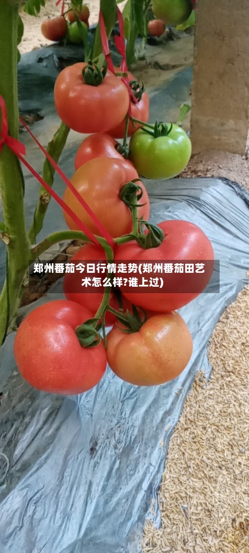 郑州番茄今日行情走势(郑州番茄田艺术怎么样?谁上过)-第2张图片