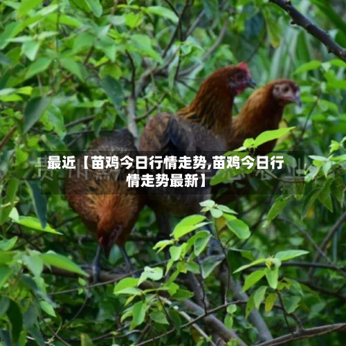 最近【苗鸡今日行情走势,苗鸡今日行情走势最新】