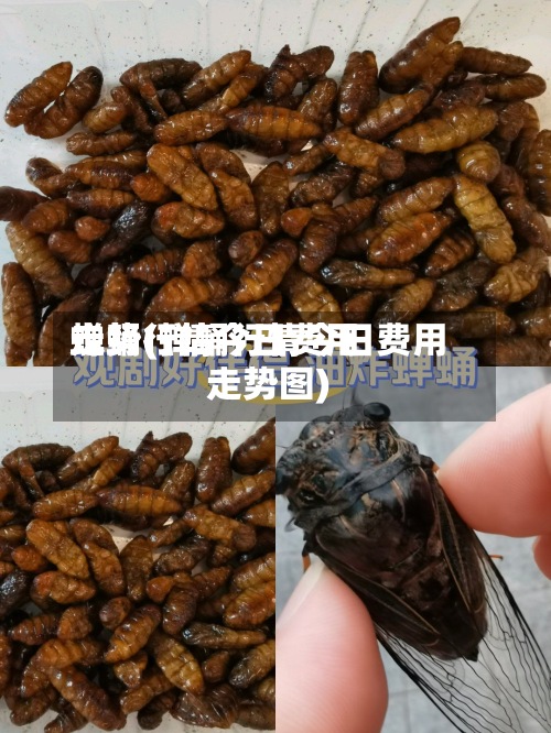 蝉蛹行情今日费用走势(蝉蛹行情今日费用走势图)