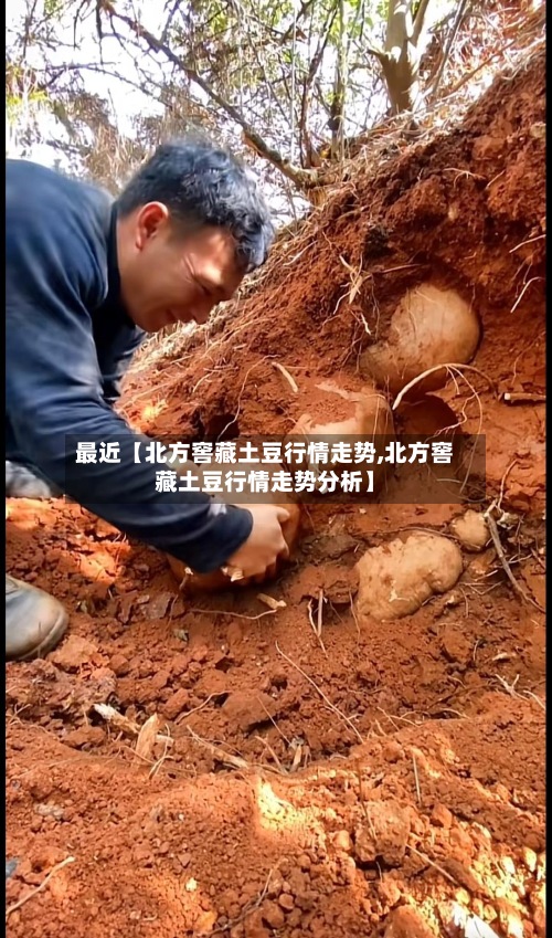 最近【北方窖藏土豆行情走势,北方窖藏土豆行情走势分析】-第3张图片