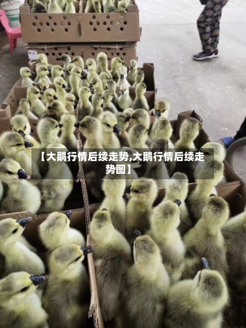 【大鹅行情后续走势,大鹅行情后续走势图】