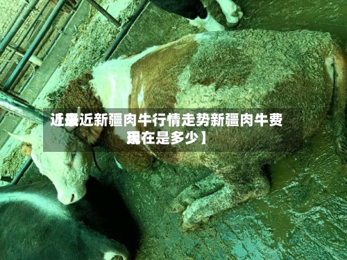 近来【最近新疆肉牛行情走势新疆肉牛费用现在是多少】-第2张图片