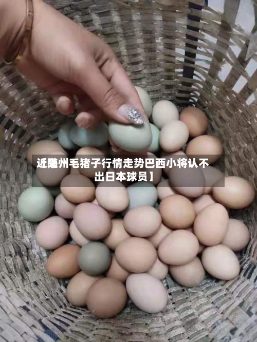 近来【随州毛猪子行情走势巴西小将认不出日本球员】