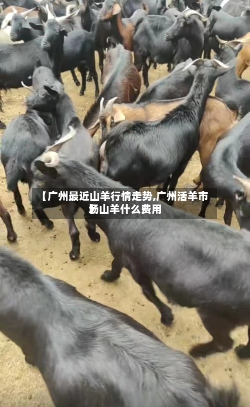 【广州最近山羊行情走势,广州活羊市场山羊什么费用】-第3张图片