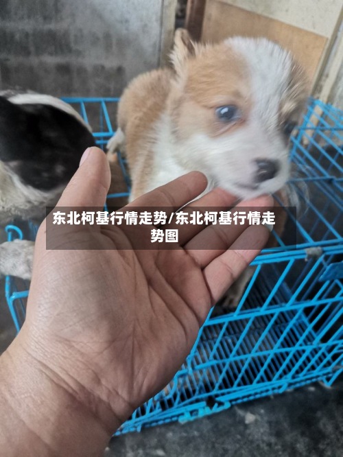 东北柯基行情走势/东北柯基行情走势图