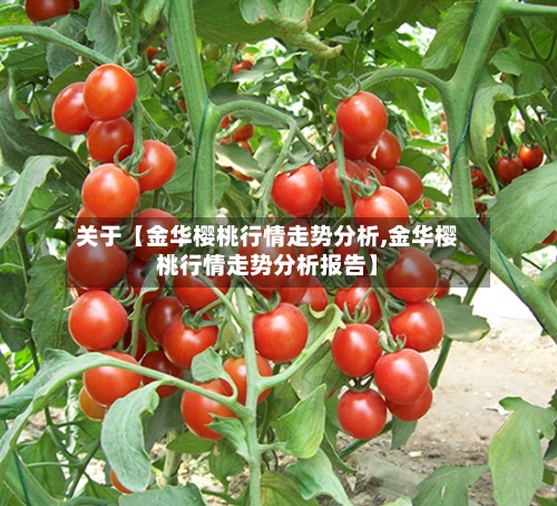 关于【金华樱桃行情走势分析,金华樱桃行情走势分析报告】