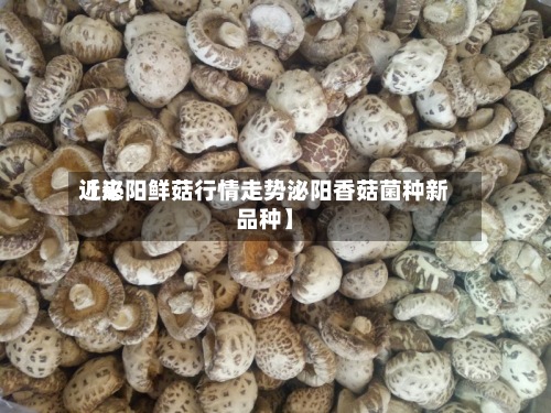 近来【泌阳鲜菇行情走势泌阳香菇菌种新品种】-第2张图片