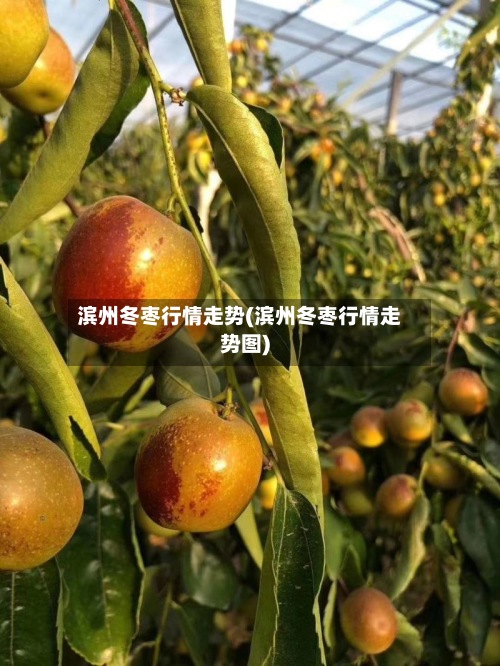 滨州冬枣行情走势(滨州冬枣行情走势图)-第2张图片