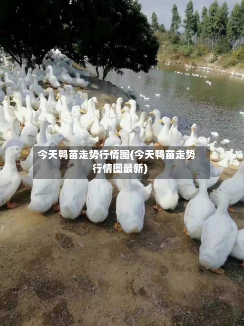 今天鸭苗走势行情图(今天鸭苗走势行情图最新)-第2张图片