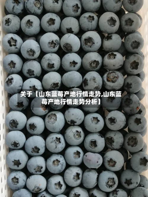 关于【山东蓝莓产地行情走势,山东蓝莓产地行情走势分析】-第3张图片