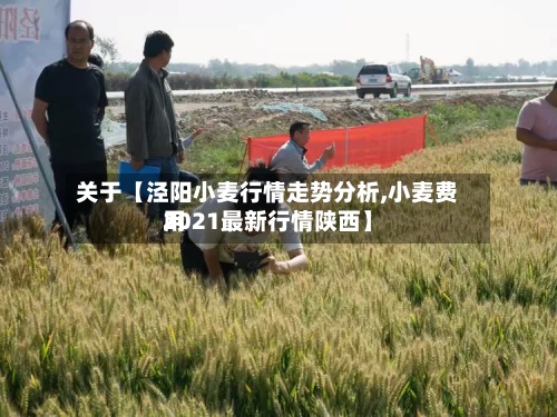 关于【泾阳小麦行情走势分析,小麦费用2021最新行情陕西】