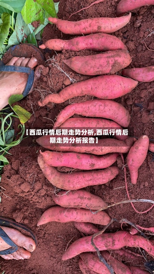 【西瓜行情后期走势分析,西瓜行情后期走势分析报告】