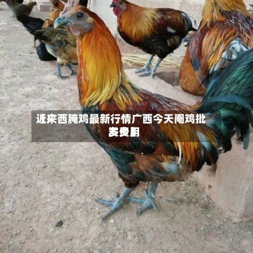 近来【广西腌鸡最新行情广西今天阉鸡批发费用多少】