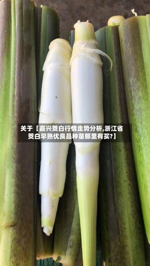 关于【嘉兴茭白行情走势分析,浙江省茭白早熟优良品种苗那里有买?】