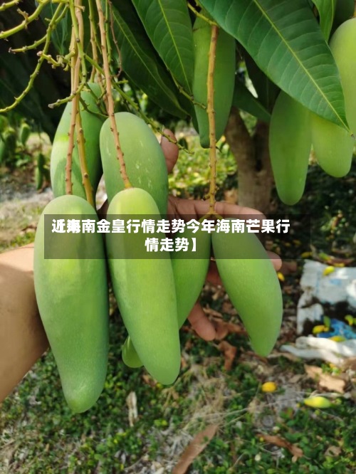 近来【海南金皇行情走势今年海南芒果行情走势】