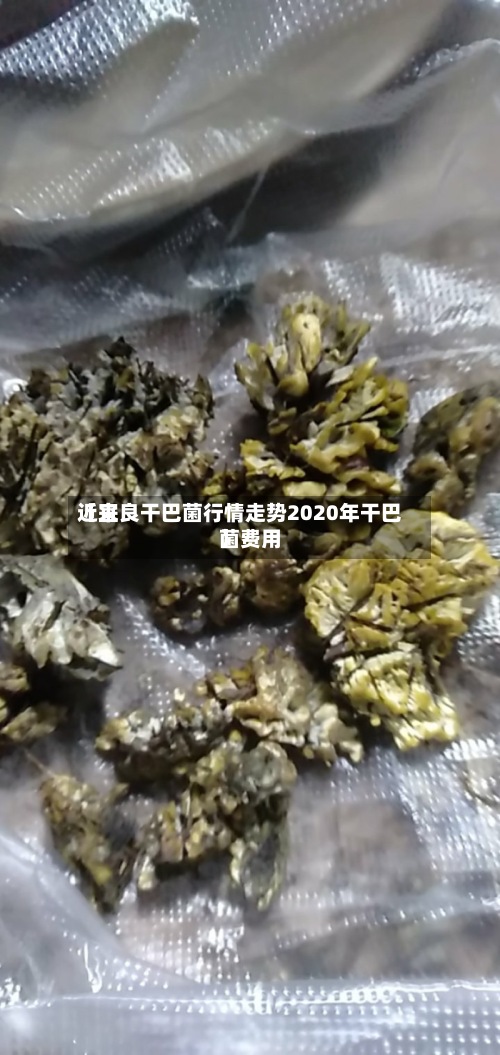 近来【宜良干巴菌行情走势2020年干巴菌费用】-第2张图片