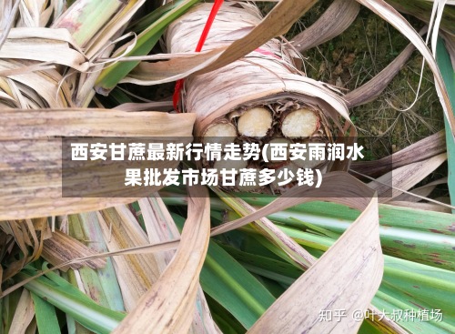 西安甘蔗最新行情走势(西安雨润水果批发市场甘蔗多少钱)
