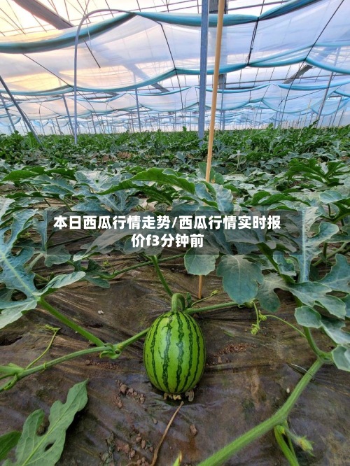 本日西瓜行情走势/西瓜行情实时报价f3分钟前