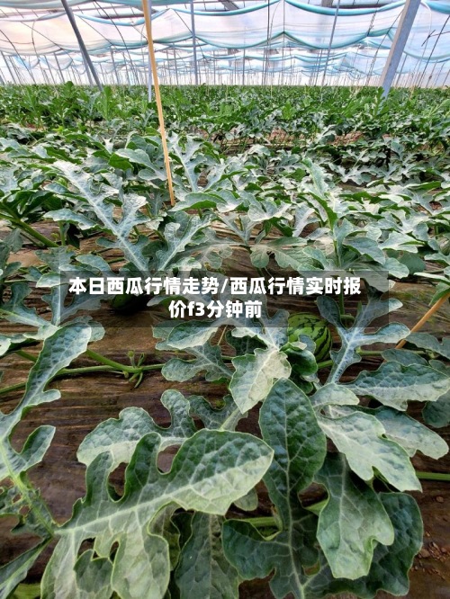 本日西瓜行情走势/西瓜行情实时报价f3分钟前-第2张图片