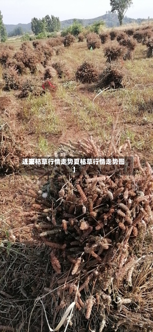 近来【夏枯草行情走势夏枯草行情走势图】-第2张图片