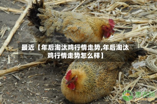 最近【年后淘汰鸡行情走势,年后淘汰鸡行情走势怎么样】-第2张图片
