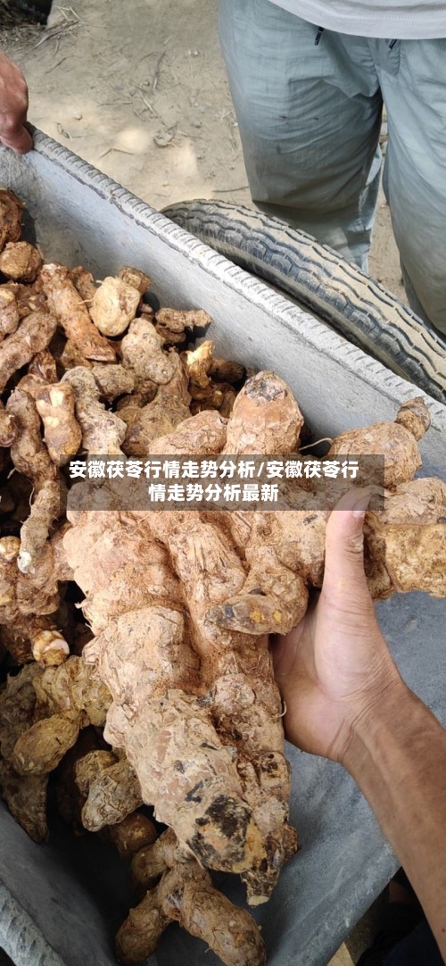 安徽茯苓行情走势分析/安徽茯苓行情走势分析最新
