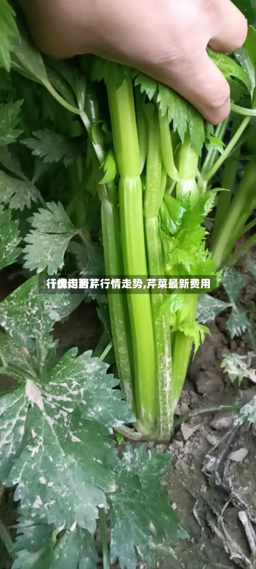 【虎门西芹行情走势,芹菜最新费用
行情走势】-第2张图片
