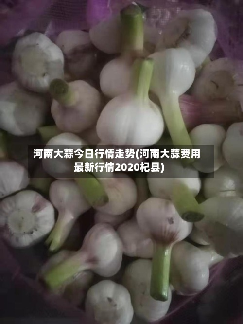 河南大蒜今日行情走势(河南大蒜费用最新行情2020杞县)-第2张图片