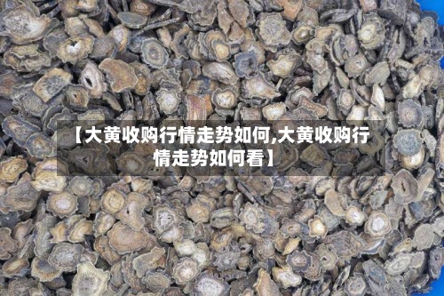 【大黄收购行情走势如何,大黄收购行情走势如何看】