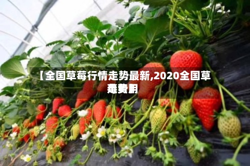 【全国草莓行情走势最新,2020全国草莓费用走势】-第3张图片