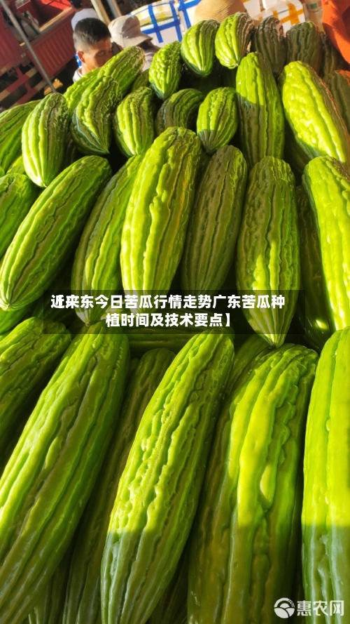 近来
【广东今日苦瓜行情走势广东苦瓜种植时间及技术要点】